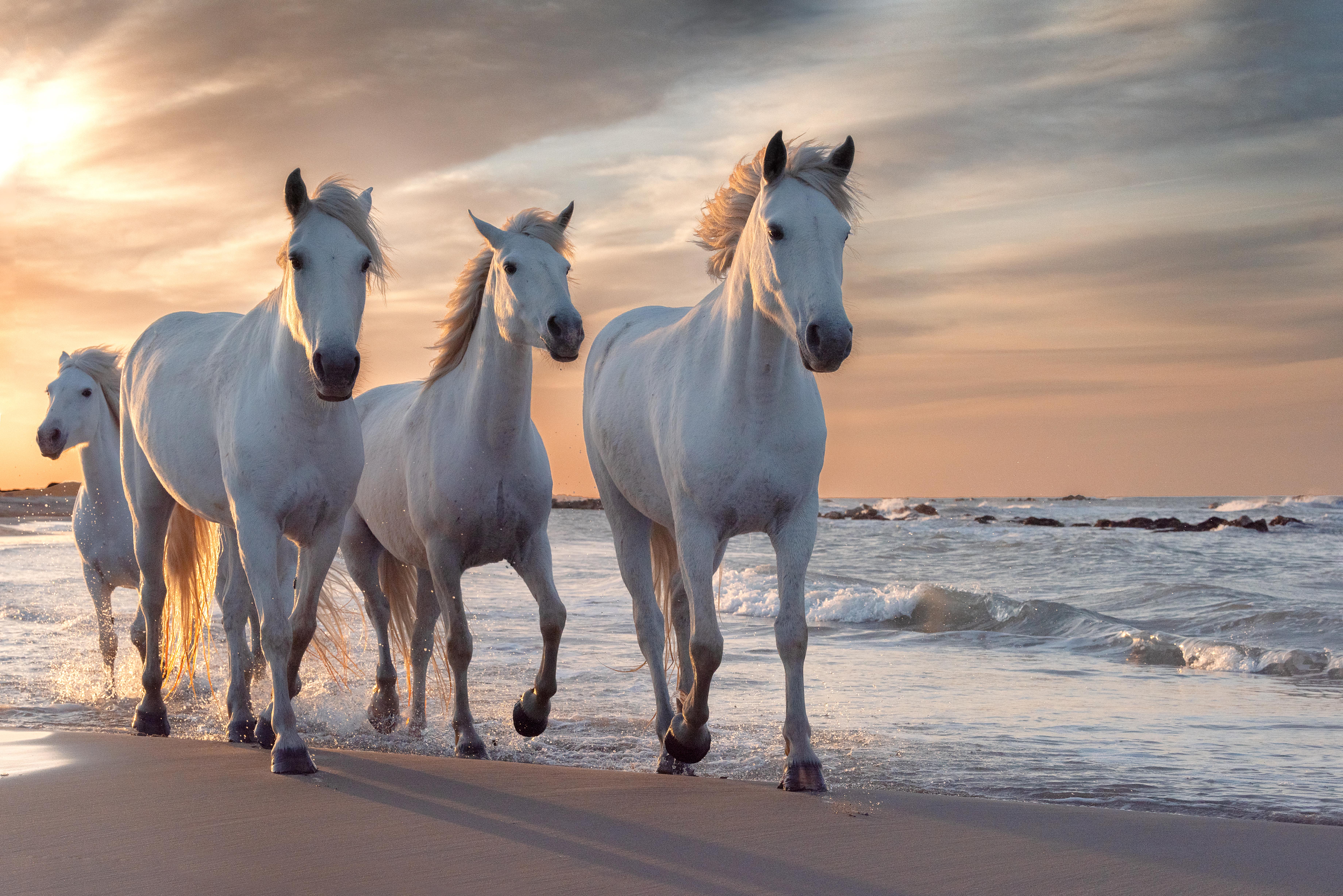 Caballos blancos trotan por la playa
