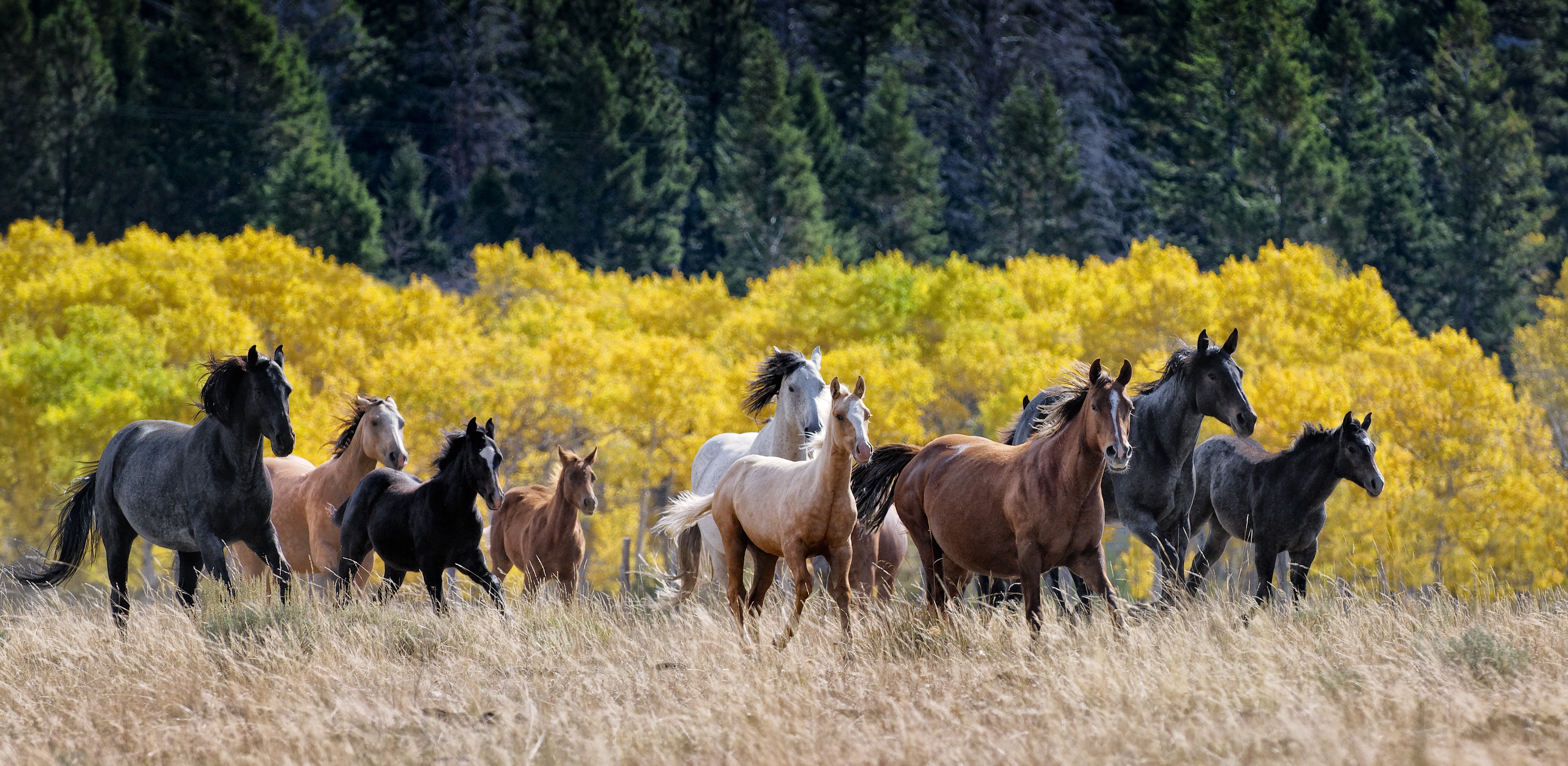 Caballos trotan por un campo con árboles al fondo