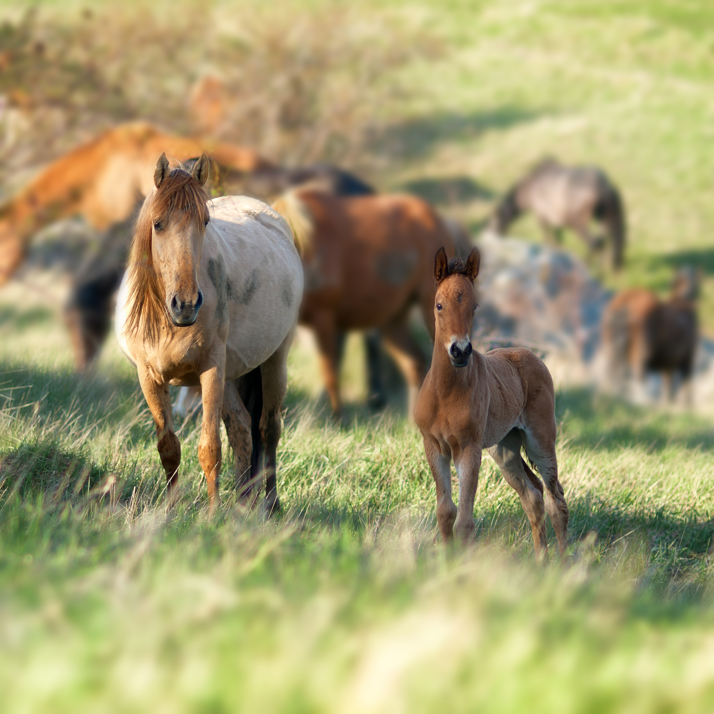 Caballo adulto con un potro con otros caballos al fondo