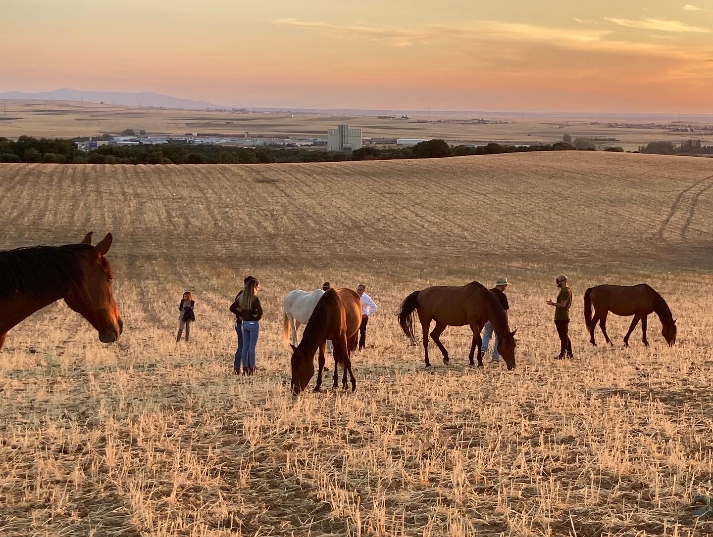 Hombres en un campo con caballos alrededor
