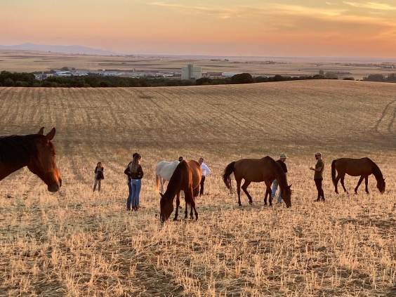 Hombres en un campo con caballos alrededor