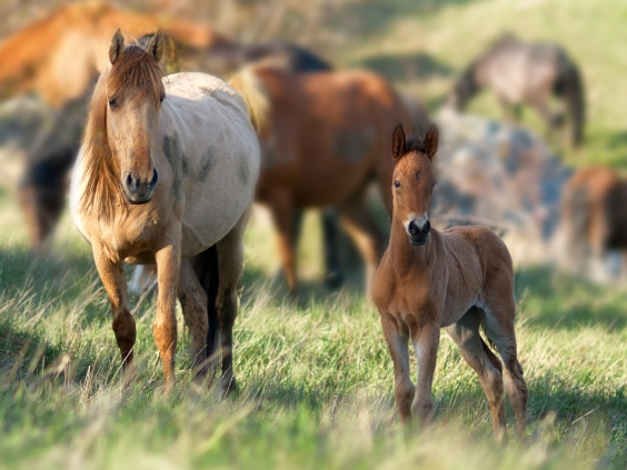 Caballo adulto con un potro con otros caballos al fondo