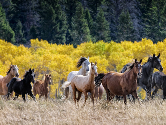 Caballos trotan por un campo con árboles al fondo